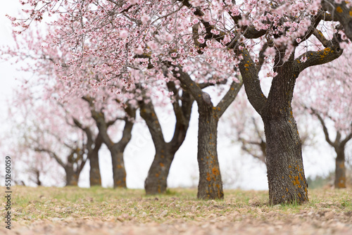 Campo de almendros en flor