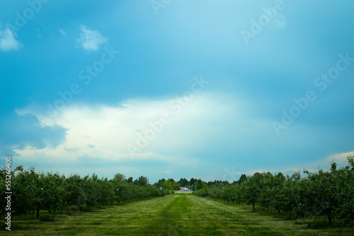 field and sky