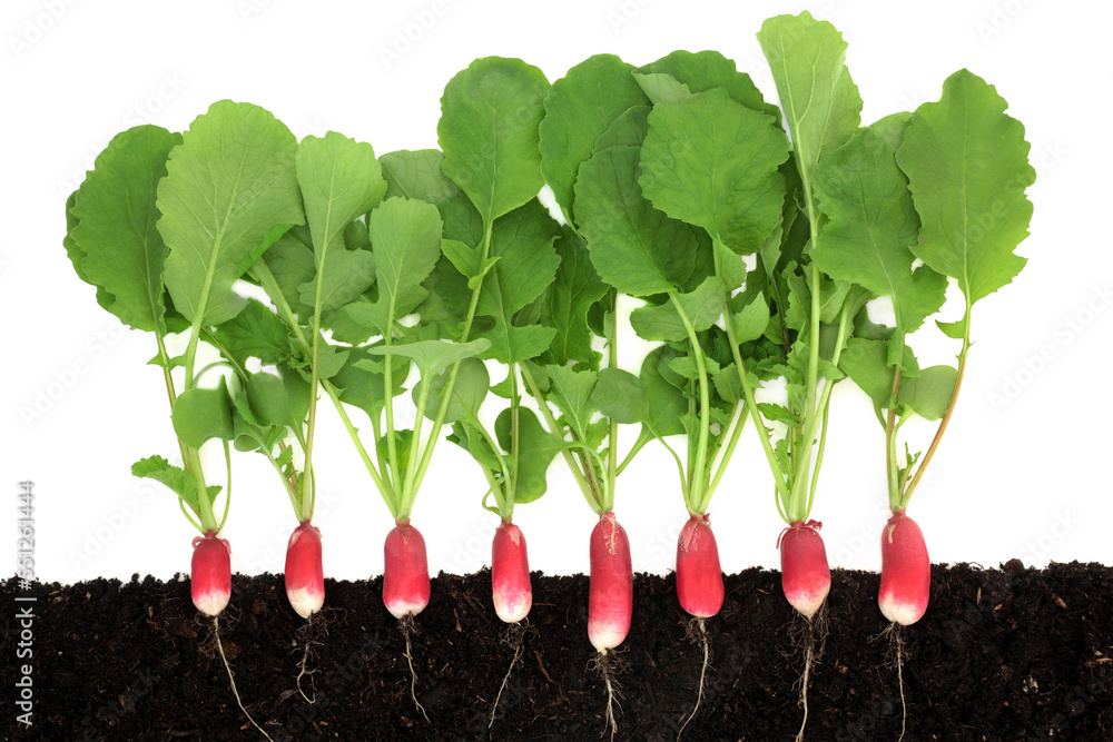 Radish vegetable plants with roots growing in earth. Cross section view of organic home grown