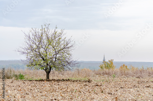 Lone tree on arable land in winter.