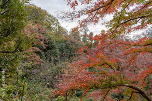 Wallpaper Mural 東京都世田谷区等々力渓谷の秋の景色 Torontodigital.ca