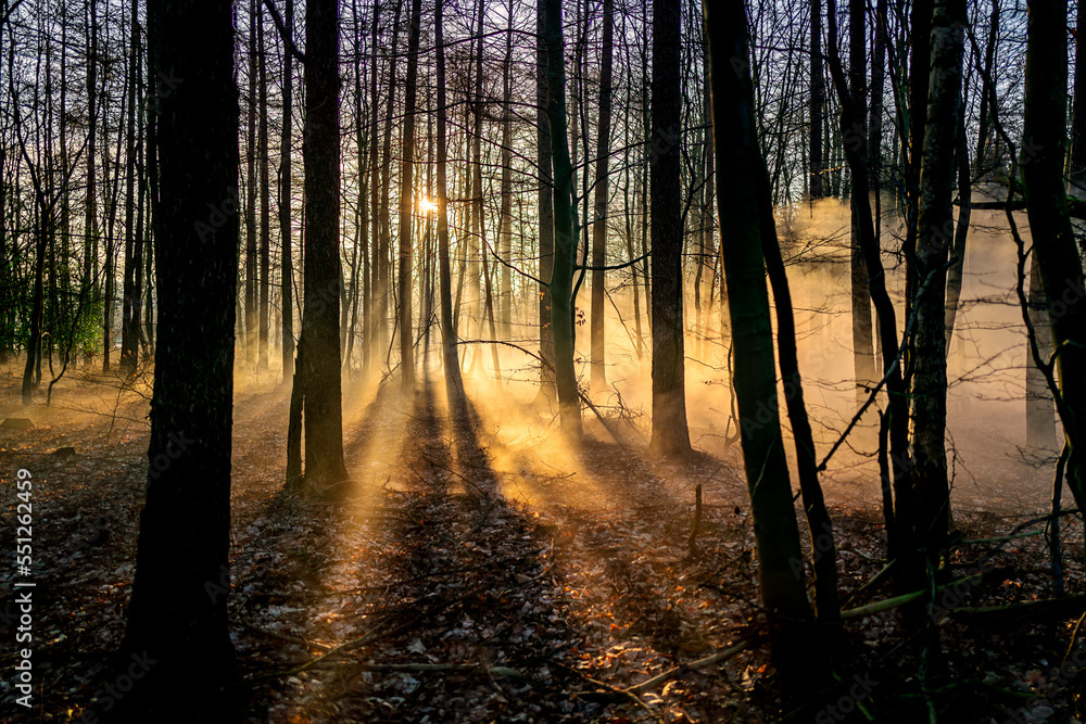 Sunrise in forest noth germany , europe with fog and lightsteaks Sunrise in forest noth germany , europe with fog and lightsteaks