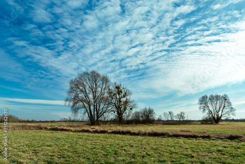 Meadow with trees on the horizon and white clouds on the blue sky