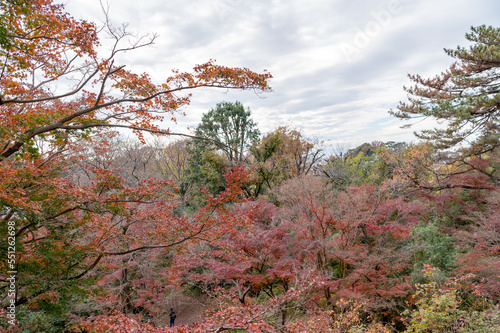 Wallpaper Mural 東京都世田谷区等々力渓谷の秋の景色 Torontodigital.ca