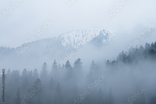 misty morning in the woods. silhouette of trees grove in thick white morning fog. pale color wood obscure by moisture in the mountains forest air. 