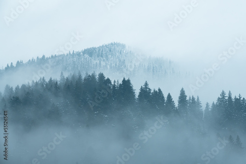 The pine forest in the valley in the morning is very foggy, the atmosphere looks scary. Dark tone and vintage image.  © dvv1989