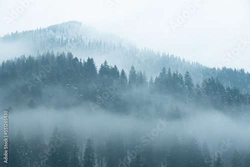 Panorama of snowy forest at foggy winter day with tonal perspective . © dvv1989