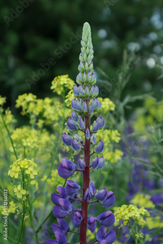 purple and yellow flowers