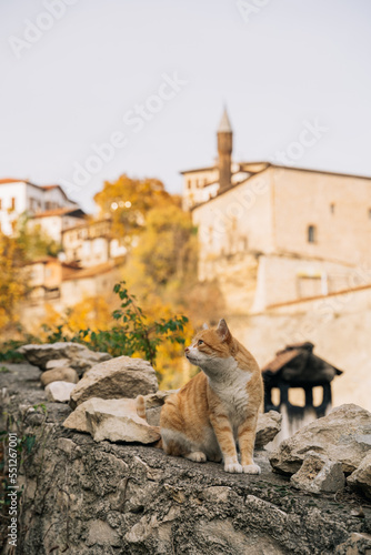 Yellow cat on the stone wall in Safranbolu. stray cat in the historic street. Safranbolu © mkaankaymaz