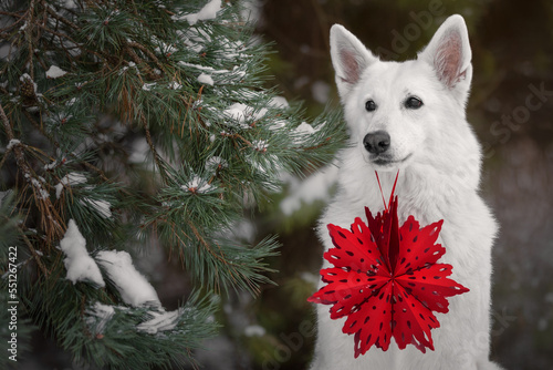 White dog with christmas decoration