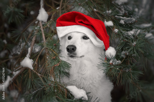 White dog with christmas hat
