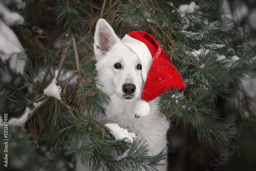 White dog with christmas hat