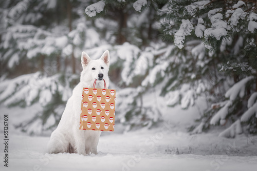 White dog with a gift bag in mouth
