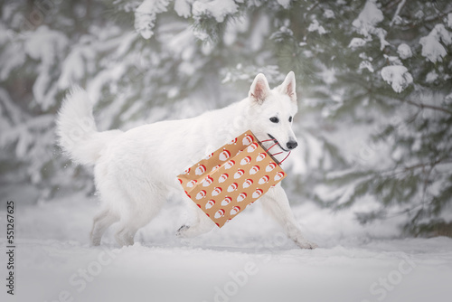 White dog with a gift bag in mouth