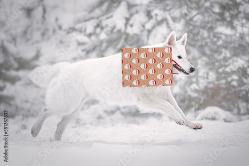White dog with a gift bag in mouth