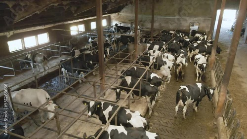 Cattle, cows in an old barn. Black and white cows