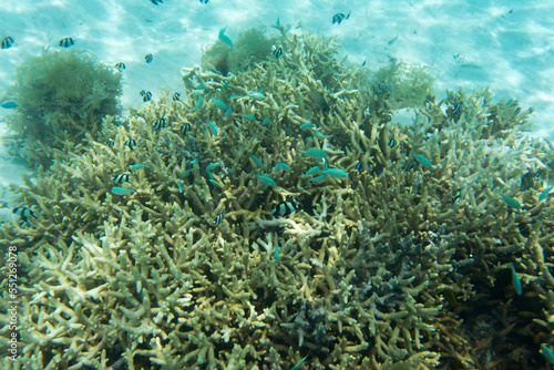 Fototapeta Naklejka Na Ścianę i Meble -  View of the coral reef