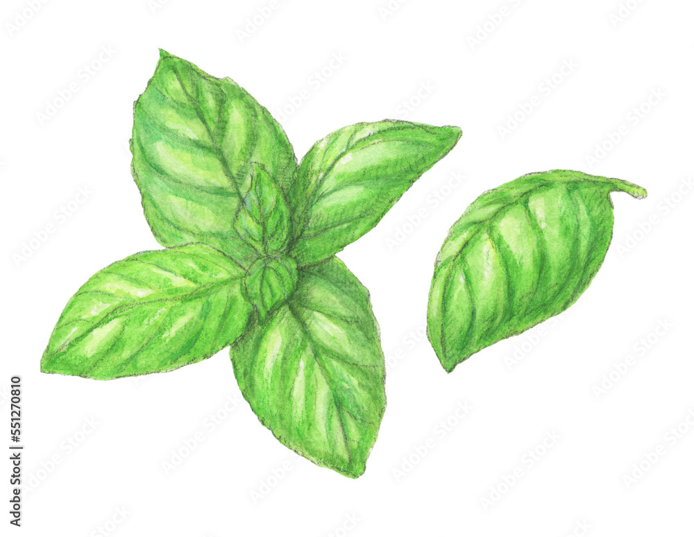 Obraz premium バジル ハーブ 水彩色鉛筆イラスト