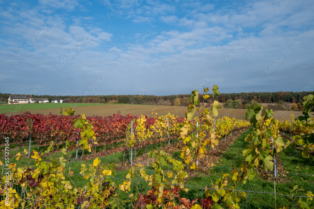 Autumn vineyard with colorful leaves Autumn vineyard with colorful leaves