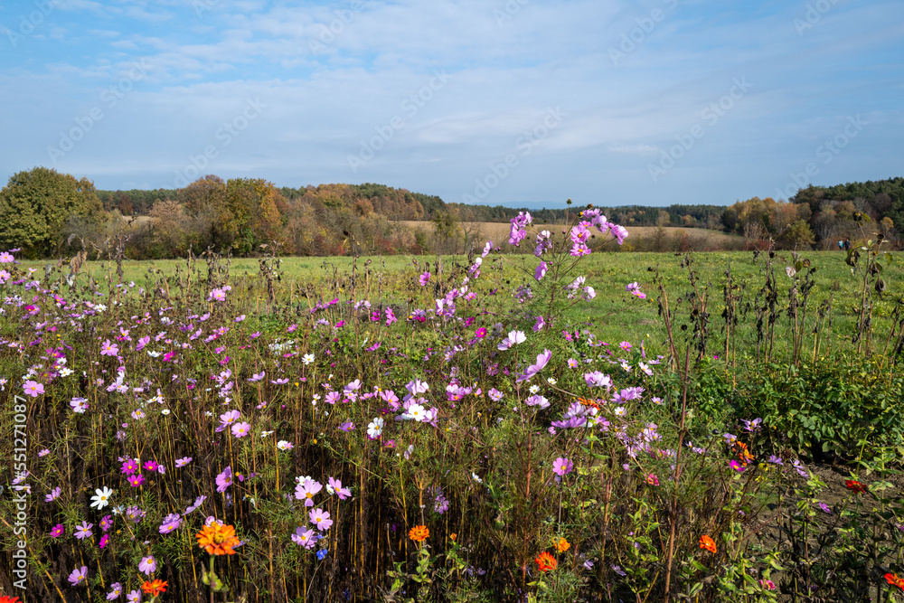 Flower meadow in autumn