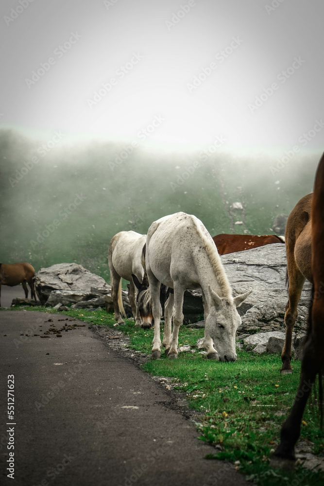 Obraz premium Horse eating grass in the mountains.