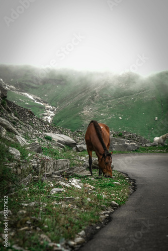 Horse eating grass in the mountains. 
