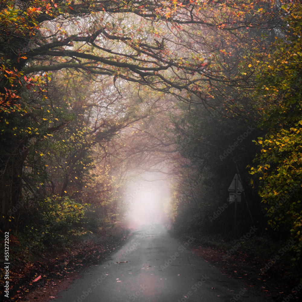 Country Lane through Autumn Woodland