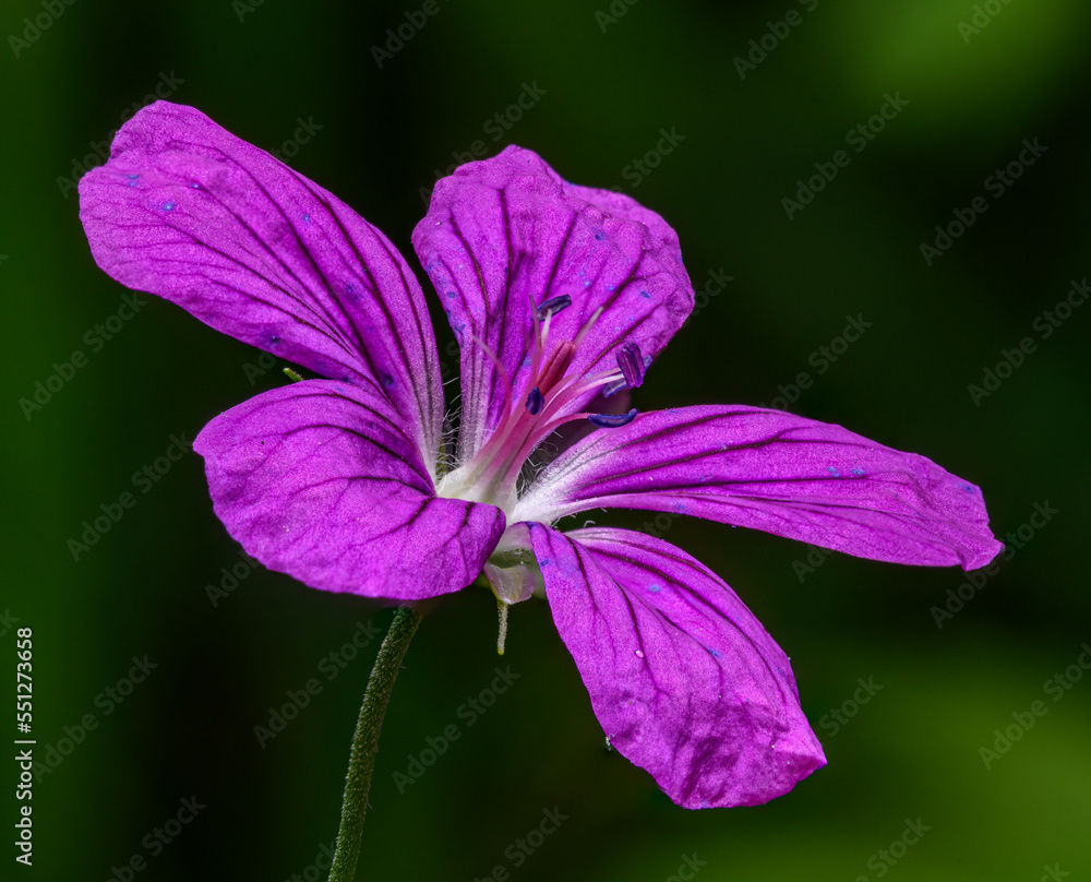 purple flower of marsh cranesbill (Geranium palustre) purple flower of marsh cranesbill (Geranium palustre)