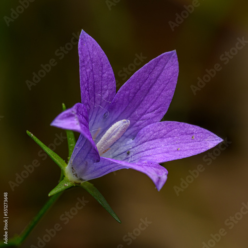 purple flower of spreading bellflower (Campanula patula)
