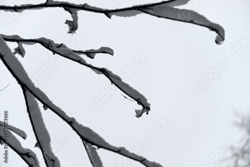 Winter background of trees and branches covered with snow. Snowing day, cold winter weather outdoors, landscape concept. Selective focus.