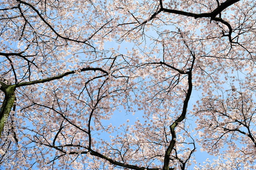 空いっぱいにひろがる桜の枝と花