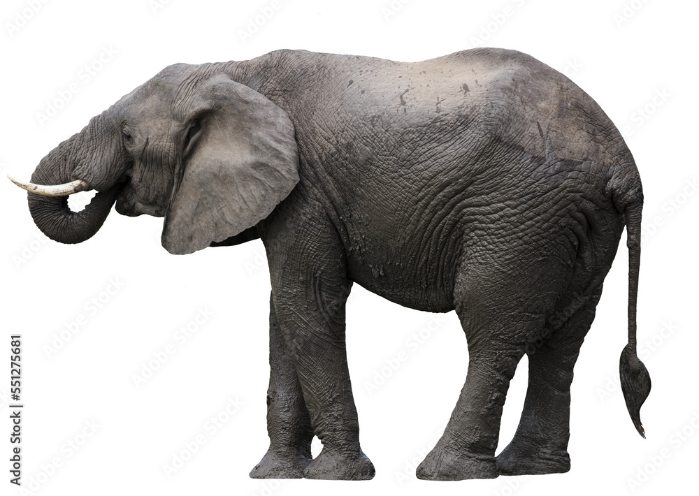 Obraz premium African elephant isolated 