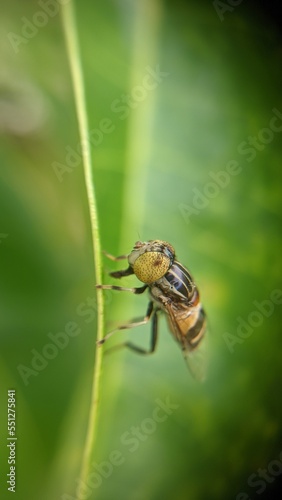 bee on a flower