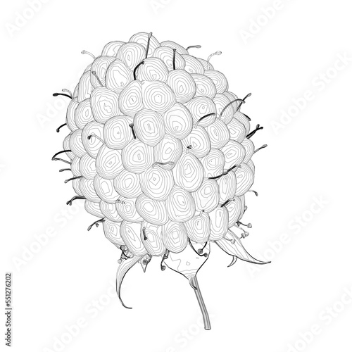 Raspberry outline from black lines isolated on white background. Front view. 3D. Vector illustration.