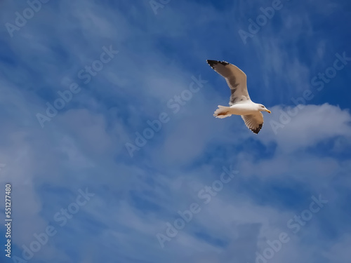 Flying European herring silver gull Larus argentatus at blue sky photo