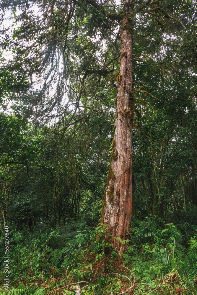 Trees growing in the forest at Aberdare National Park, Kenya Trees growing in the forest at Aberdare National Park, Kenya