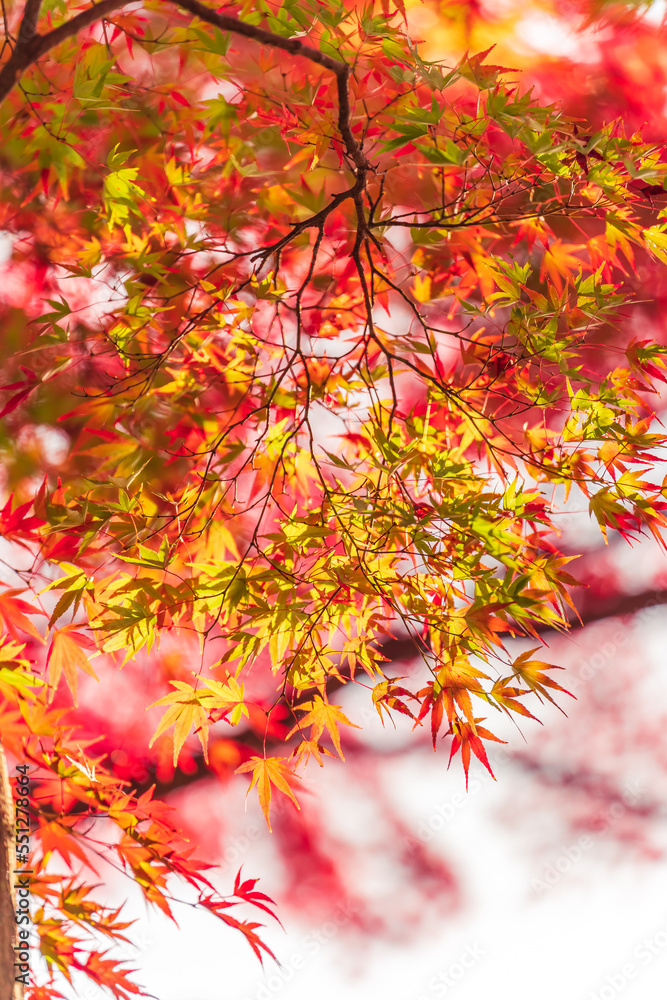 Autumn at Showa Memorial Park,
Maple Tree, Tokyo, Japan Autumn at Showa Memorial Park,
Maple Tree, Tokyo, Japan