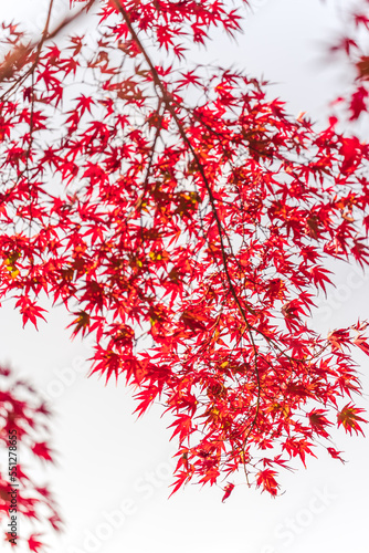 Autumn at Showa Memorial Park, 
Maple Tree, Tokyo, Japan
