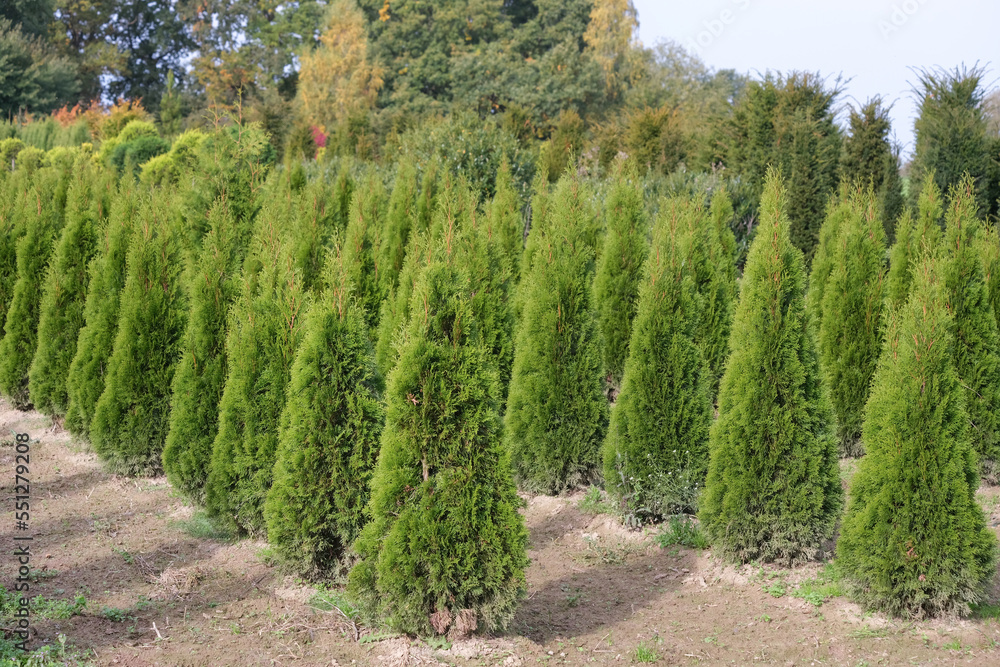 Blick auf Reihen von kultivierten und gezüchteten Lebensbäume oder Zypressen (Thuja) und andere Bäume im Hintergrund draußen auf dem Gelände eines Pflanzenhandels, einer Gärtnerei oder Baumschule