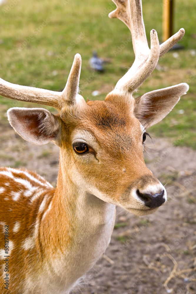 Fototapeta premium Portrait of a young deer