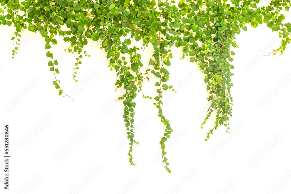 Fototapeta premium ivy isolated on a white wall background.
