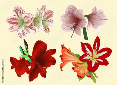 set of amaryllis flowers and leaves color vector illustration