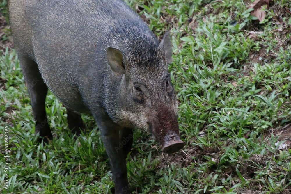 Wild boar, sus scrofa on the forest floor Wild boar, sus scrofa on the forest floor