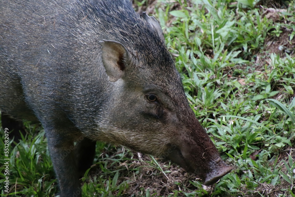 Wild boar, sus scrofa on the forest floor Wild boar, sus scrofa on the forest floor