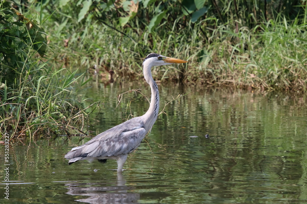 Grey Heron at a water body Grey Heron at a water body