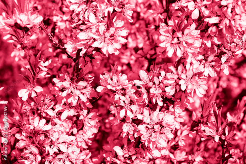 Fototapeta premium A beautiful wall of pink flowers. Textured background of colors. Wallpaper flowers