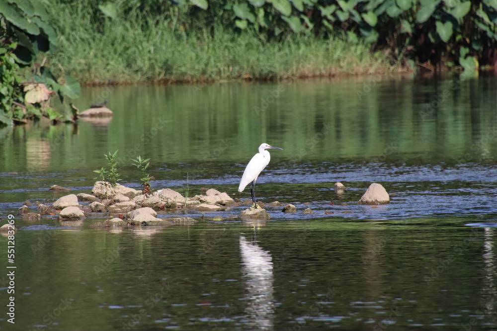 Little Egret at the river edge Little Egret at the river edge
