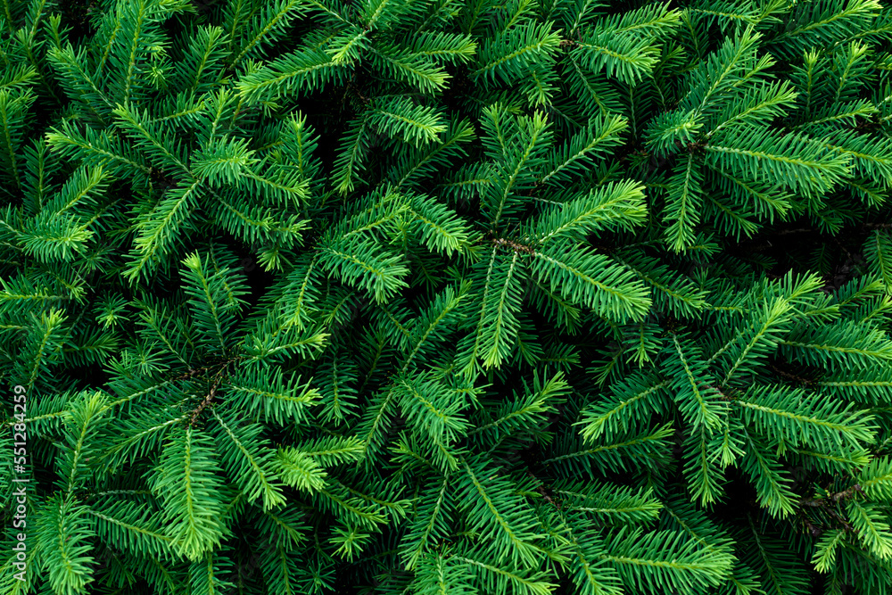bright fresh lush green spruce branches background bright fresh lush green spruce branches background