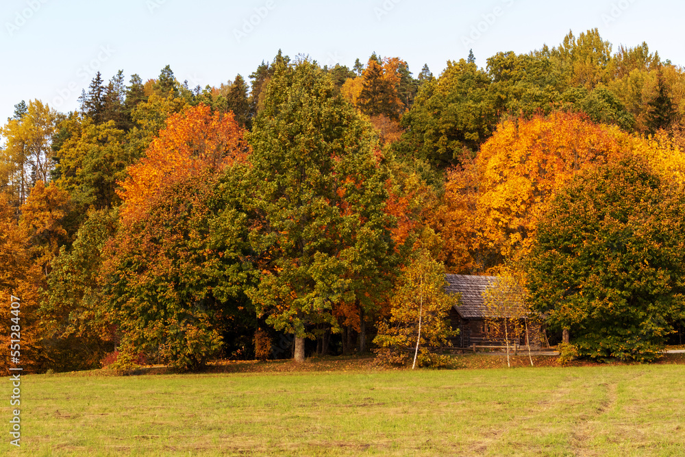 Obraz premium Landscape with colorful autumn leaves and grass