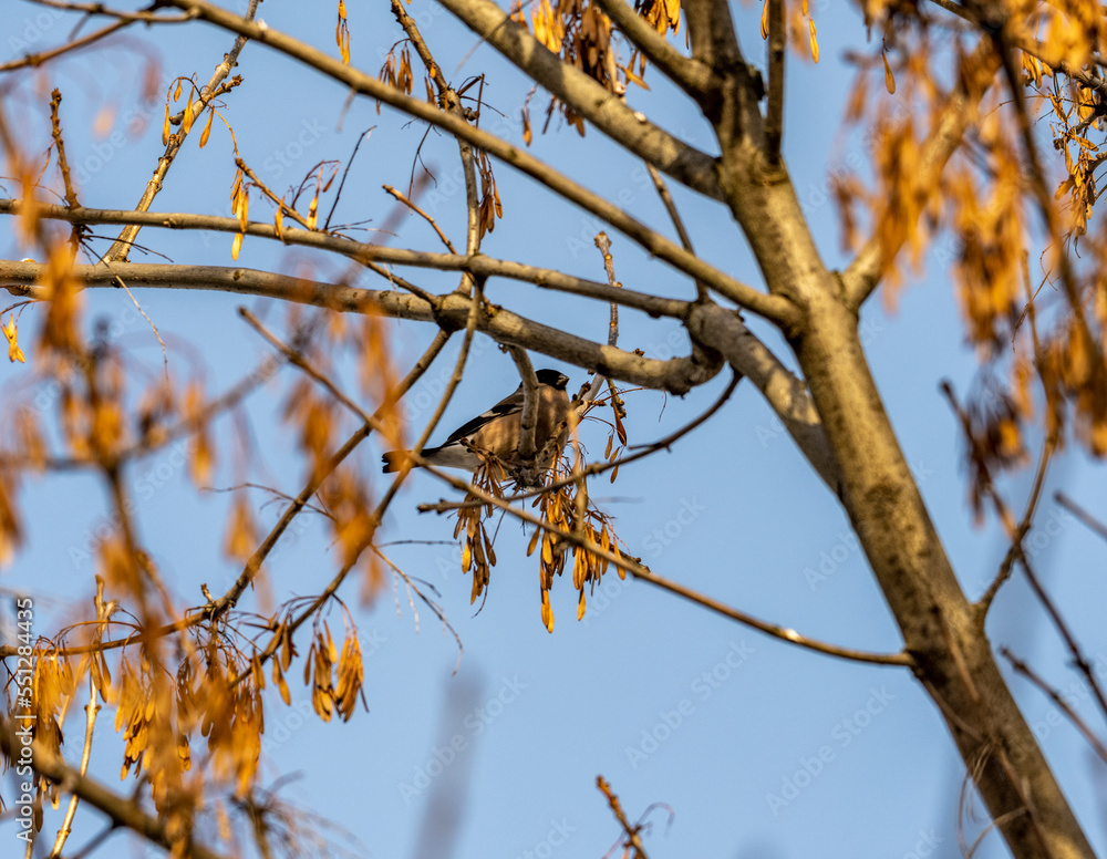 bright bullfinch on a tree branch looking for food on a frosty winter day bright bullfinch on a tree branch looking for food on a frosty winter day